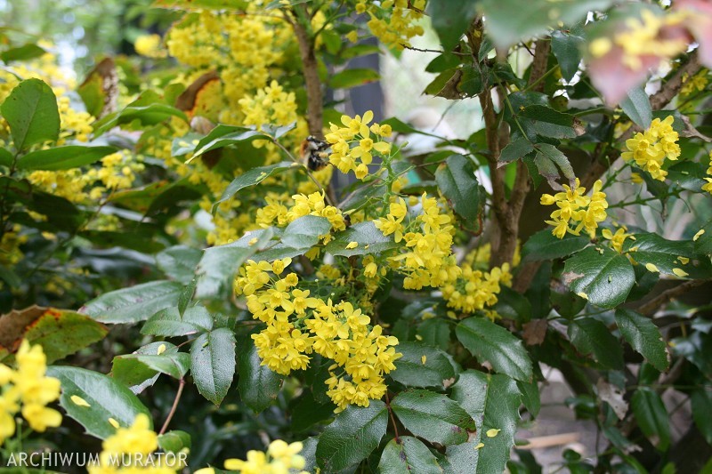Mahonia